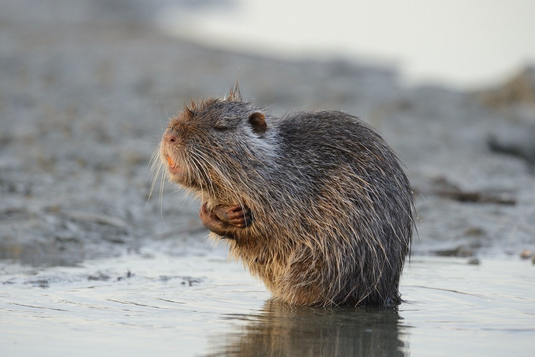 Nutria cantante